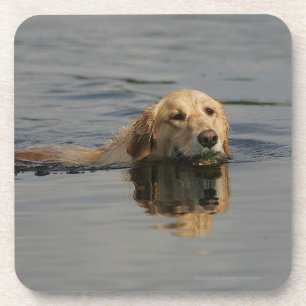 Schwimmendes golden retriever untersetzer