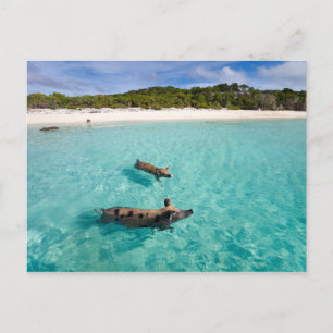 Schwimmendes Schwein von Exuma Postkarte