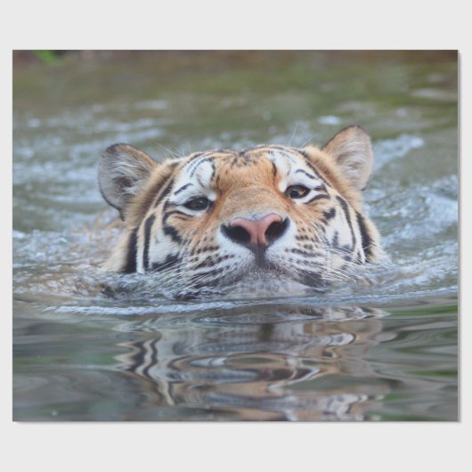 SchwimmenTiger20150901 Geschenkpapier (Flach)