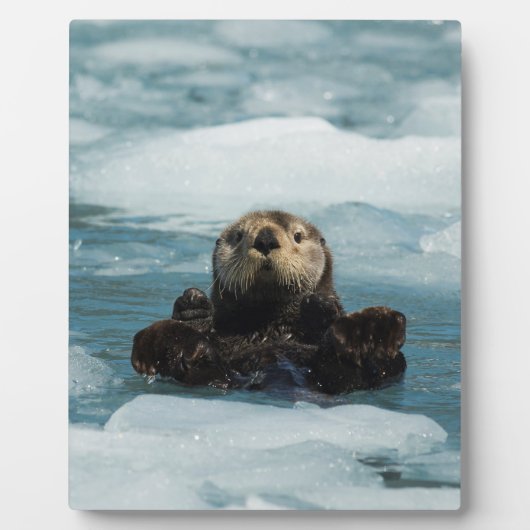 Schwimmer Fotoplatte (Vorderseite)