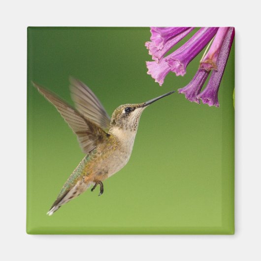 Schwimmer Hummingbird mit violetten Blumen Magnet (Vorne)