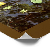 Schwimmer-Wasserlilien-Plakat Poster (Ecke)