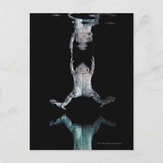 Schwimmfrosch Postkarte (Vorderseite)