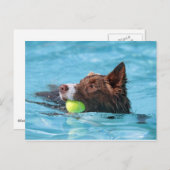 Schwimmgrenzenkolonie Postkarte (Vorne/Hinten)