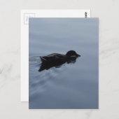 Schwimmhalle am See, Natur Bird Blauer Wildlife Postkarte (Vorne/Hinten)