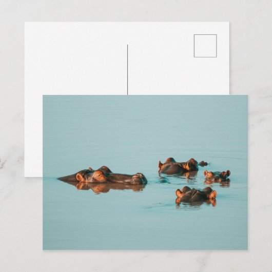 SCHWIMMHIPPOS POSTKARTE (Vorne/Hinten)