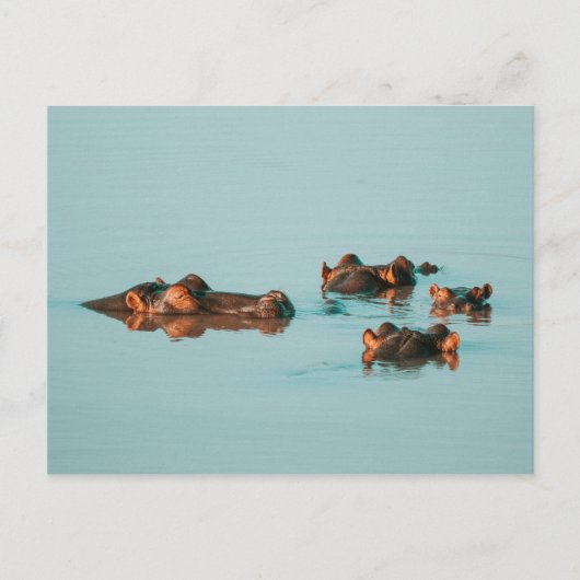 SCHWIMMHIPPOS POSTKARTE (Vorderseite)