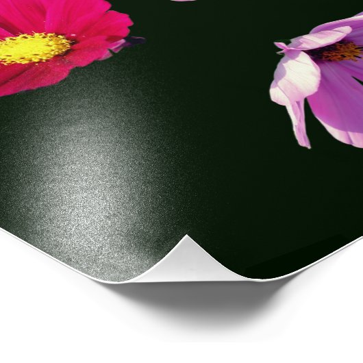 Schwimmkosmos Daisy Blume Trio 8x8 Fotodruck (Ecke)