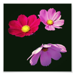 Schwimmkosmos Daisy Blume Trio 8x8 Fotodruck