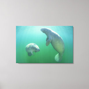 Schwimmpaare mit florida manatees leinwanddruck
