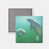 Schwimmpaare mit florida manatees magnet (Vorderseite/Rückseite)