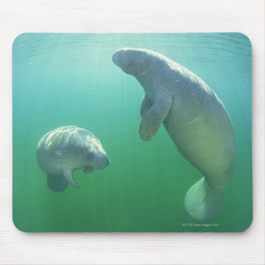 Schwimmpaare mit florida manatees mousepad (Vorne)