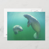 Schwimmpaare mit florida manatees postkarte (Vorne/Hinten)