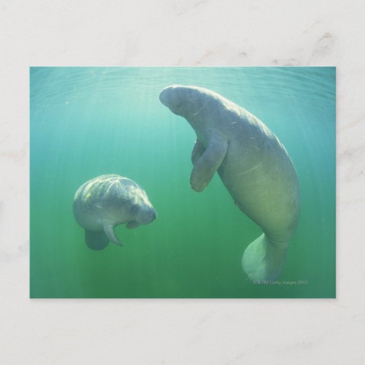 Schwimmpaare mit florida manatees postkarte (Vorderseite)