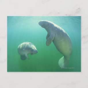 Schwimmpaare mit florida manatees postkarte
