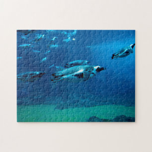 Schwimmpinguine, Puzzle
