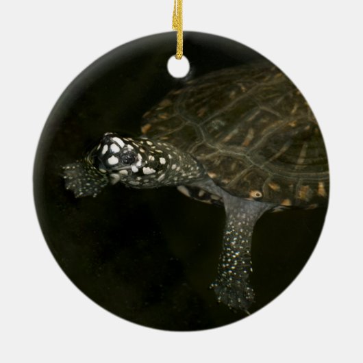 Schwimmschildkröte Keramikornament (Hinten)