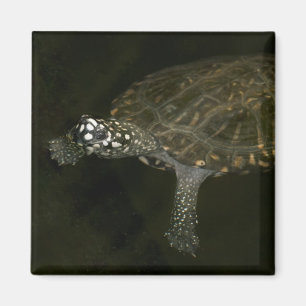 Schwimmschildkröte Magnet
