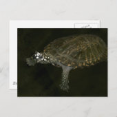 Schwimmschildkröte Postkarte (Vorne/Hinten)