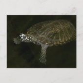 Schwimmschildkröte Postkarte (Vorderseite)