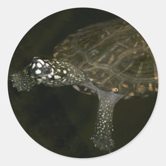 Schwimmschildkröte Runder Aufkleber (Vorderseite)