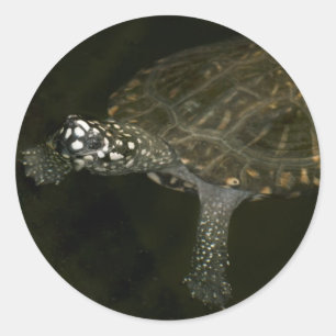 Schwimmschildkröte Runder Aufkleber