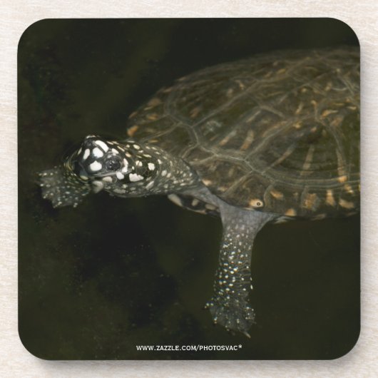 Schwimmschildkröte Untersetzer (Vorderseite)