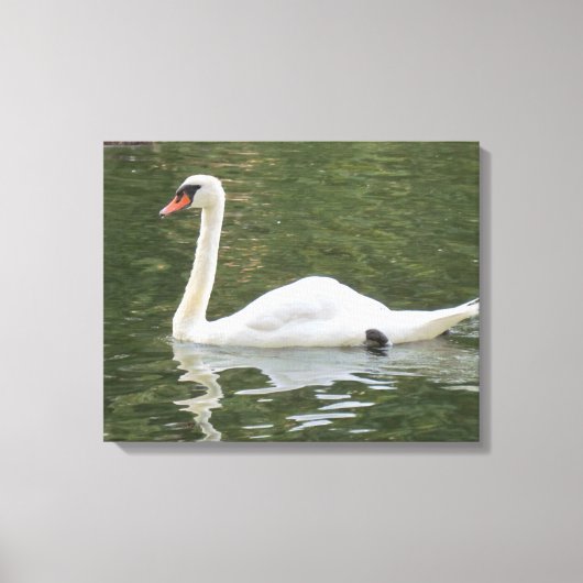 Schwimmschwan Leinwanddruck (Vorderseite)