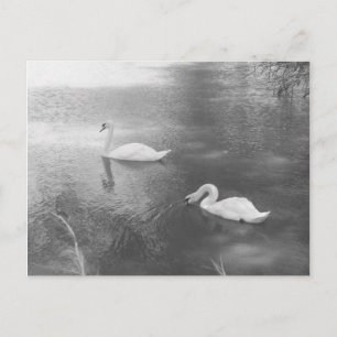 Schwimmschwäne Postkarte