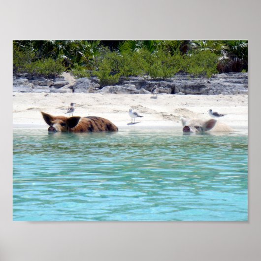 Schwimmschweine in Strandposter Poster (Vorne)