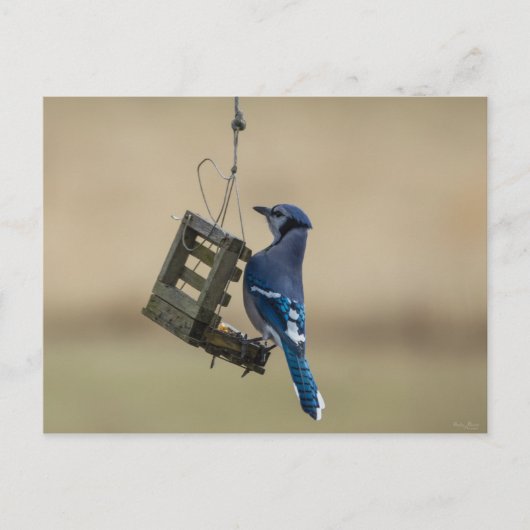 Schwingender Blauhäher Postkarte (Vorderseite)