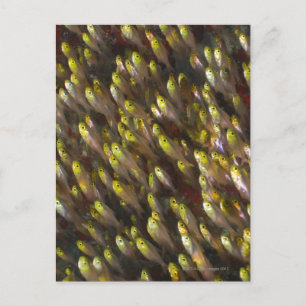 Schwirl von Golden Sweepers (Parapriacanthus Postkarte
