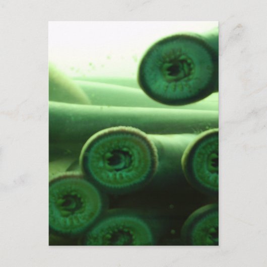 Schwucker Postkarte (Vorderseite)