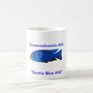 Sciaenochromis Ahli, Kaffeetasse