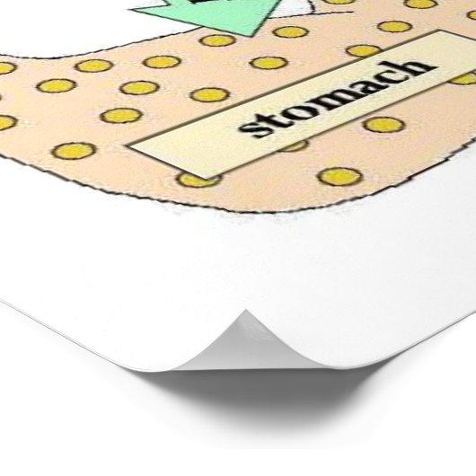 Science, Human body, Digestion Poster (Ecke)