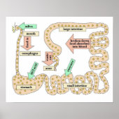 Science, Human body, Digestion Poster (Vorne)