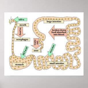 Science, Human body, Digestion Poster
