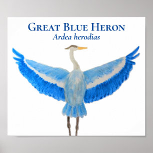 Scientific Bird Watercolor Große Blaue Herde Poster