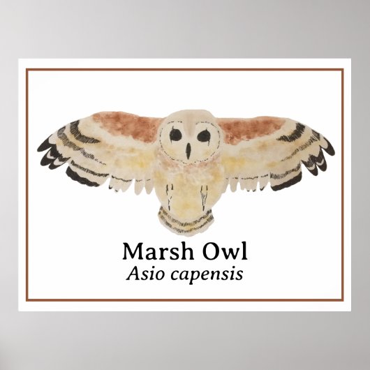 Scientific Bird Watercolor Marsh Owl Poster (Vorne)