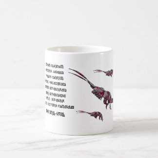 Scientific classification for the brill krill  kaffeetasse