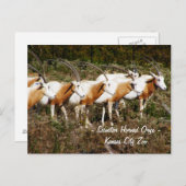 Scimitar Horned Oryx Postcard Postkarte (Vorne/Hinten)