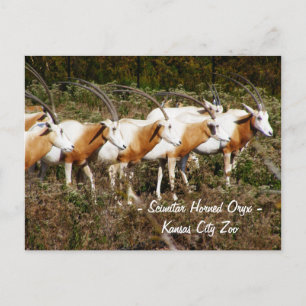 Scimitar Horned Oryx Postcard Postkarte