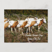 Scimitar Horned Oryx Postcard Postkarte (Vorderseite)
