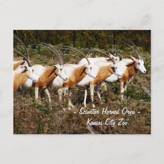 Scimitar Horned Oryx Postcard Postkarte (Vorderseite)