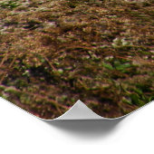 Scimitar Horned Oryx Poster Print (Ecke)