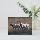 Scimitar-Horned Oryx Postkarte (Stehend Vorderseite)