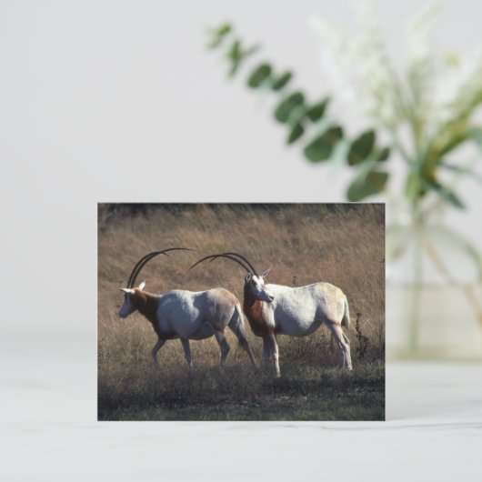 Scimitar-Horned Oryx Postkarte (Stehend Vorderseite)