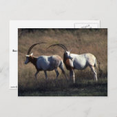Scimitar-Horned Oryx Postkarte (Vorne/Hinten)