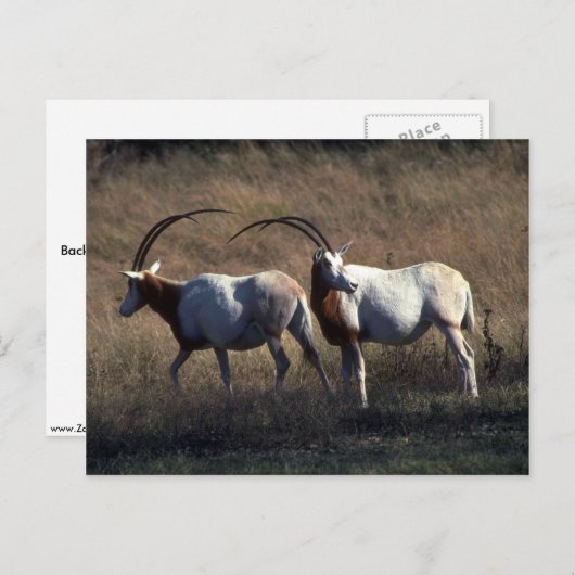 Scimitar-Horned Oryx Postkarte (Vorne/Hinten)