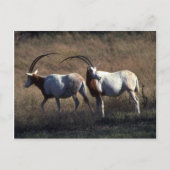 Scimitar-Horned Oryx Postkarte (Vorderseite)